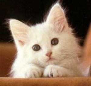 biela mačička