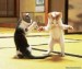 tancujuce mačičky