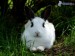 [obrazky.4ever.sk] biely zajac v trave, hunaty 148284