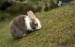 [obrazky.4ever.sk] zajac na trave 153767