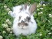 [obrazky.4ever.sk] zajac, datelina, trava 142915