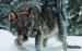 [obrazky.4ever.sk] vlk, sneh 159297